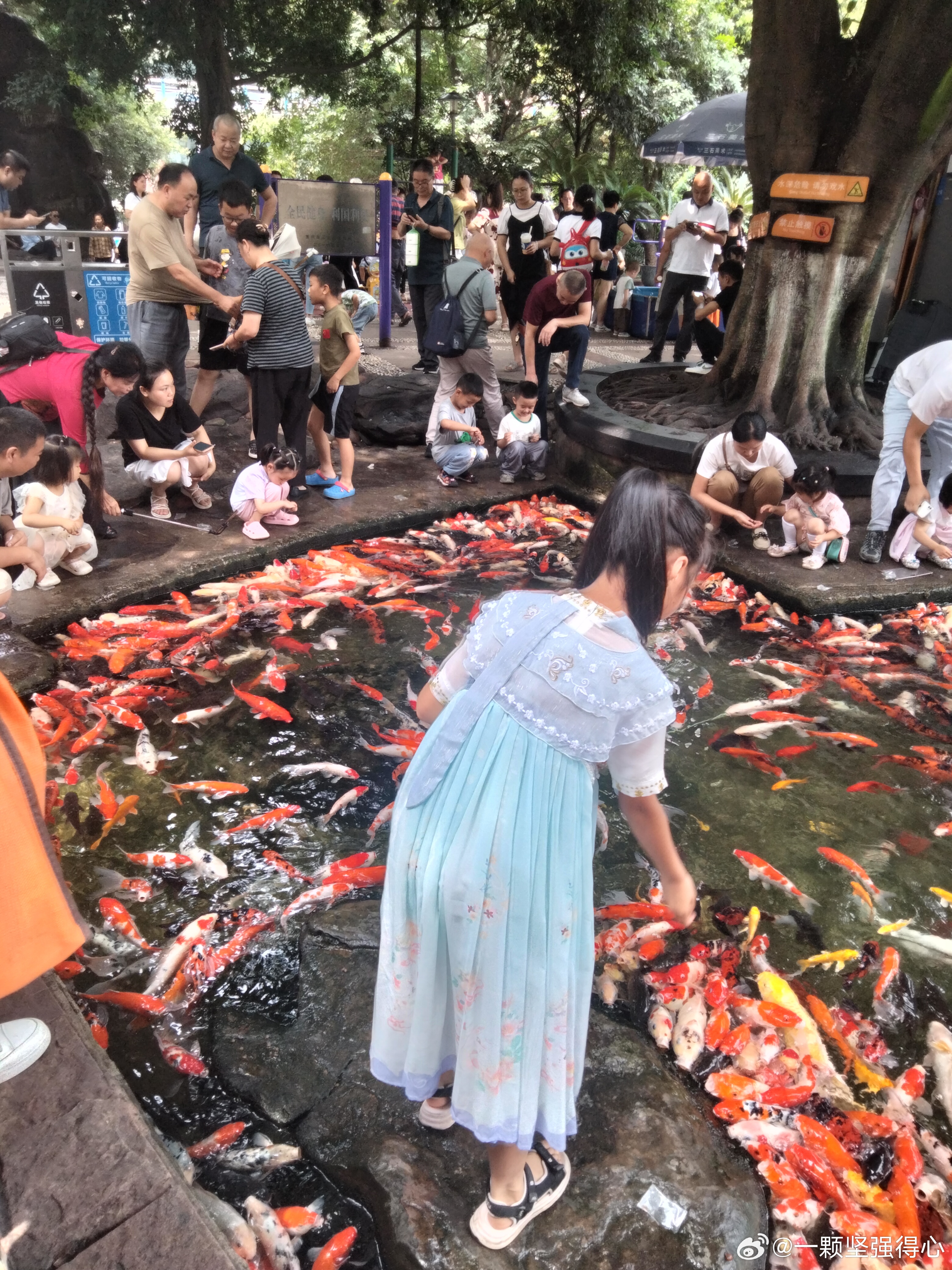 重慶觀音橋步行街觀賞魚大片死亡的背后故事